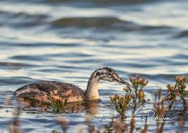 Attēlu rezultāti vaicājumam “Podiceps cristatus juvenile”
