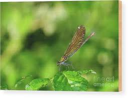 Attēlu rezultāti vaicājumam “Calopteryx virgo female”
