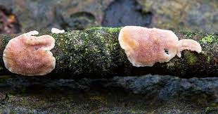 Attēlu rezultāti vaicājumam “Aleurodiscus amorphus”