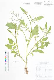 Attēlu rezultāti vaicājumam “Rorippa amphibia fruit”