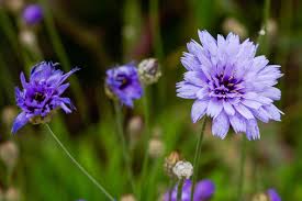 Image result for Centaurea scabiosa