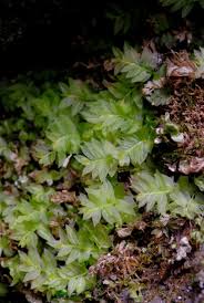 Attēlu rezultāti vaicājumam “Mnium lycopodioides”