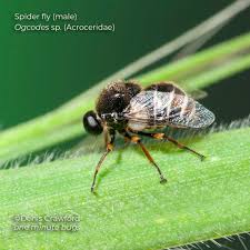 Attēlu rezultāti vaicājumam “Aphrophoridae nymph”