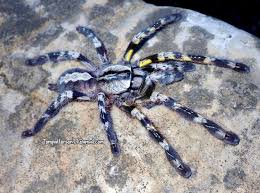 Attēlu rezultāti vaicājumam “Pyralis regalis”