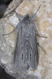 Attēlu rezultāti vaicājumam “Cucullia fraudatrix”