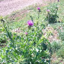 Image result for Silybum marianum