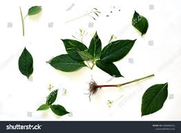 Attēlu rezultāti vaicājumam “Impatiens parviflora fruit”