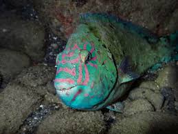 Image result for Calotomus carolinus