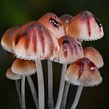 Attēlu rezultāti vaicājumam “Mycena haematopus”