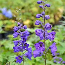 Image result for Rittersporn