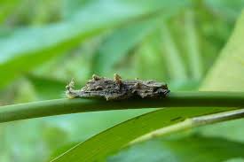 Attēlu rezultāti vaicājumam “Depressariidae”