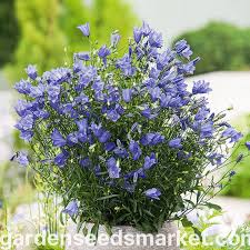 Attēlu rezultāti vaicājumam “Campanula rotundifolia”