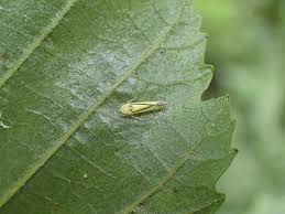 Attēlu rezultāti vaicājumam “Edwardsiana geometrica”