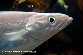 Image result for Pollachius pollachius