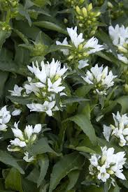 Attēlu rezultāti vaicājumam “Campanula glomerata”