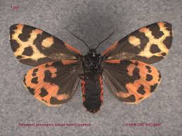 Attēlu rezultāti vaicājumam “Parasemia plantaginis”