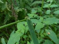 Attēlu rezultāti vaicājumam “Cinna latifolia”