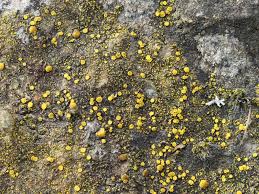 Attēlu rezultāti vaicājumam “Candelariella sp.”