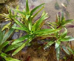 Attēlu rezultāti vaicājumam “Potamogeton praelongus leaf”