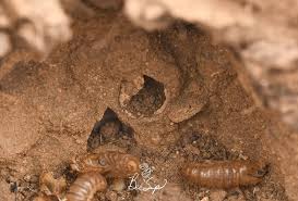 Attēlu rezultāti vaicājumam “Scardia boletella exuvia”