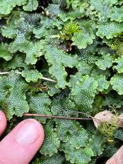 Attēlu rezultāti vaicājumam “Conocephalum salebrosum”