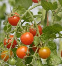 Afbeeldingsresultaat voor millionaire tomato