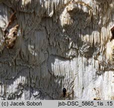 Attēlu rezultāti vaicājumam “Skeletocutis odora”