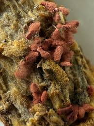 Attēlu rezultāti vaicājumam “Arcyria denudata”