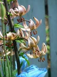 Attēlu rezultāti vaicājumam “Lilium martagon fruit”