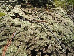 Image result for Marchantia polymorpha