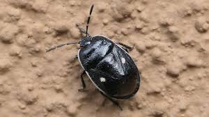 Attēlu rezultāti vaicājumam “Adomerus biguttatus”