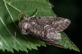 Attēlu rezultāti vaicājumam “Notodontidae”