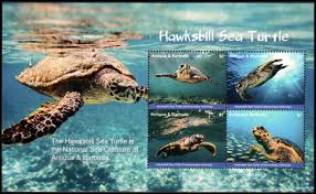 Image result for Eretmochelys imbricata