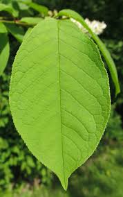 Attēlu rezultāti vaicājumam “Frangula alnus leaf”