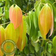 Attēlu rezultāti vaicājumam “Cinna latifolia leaf”