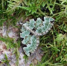 Attēlu rezultāti vaicājumam “Colostygia pectinataria”