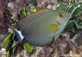 Image result for Acanthurus xanthopterus
