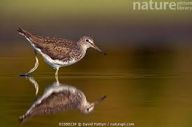 Attēlu rezultāti vaicājumam “Tringa ochropus”