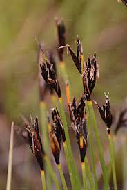 Attēlu rezultāti vaicājumam “Schoenus ferrugineus flower”