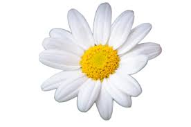 Attēlu rezultāti vaicājumam “Bellis perennis flower”