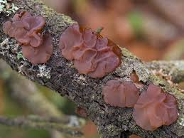 Attēlu rezultāti vaicājumam “Exidia saccharina”