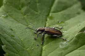 Attēlu rezultāti vaicājumam “Donacia”