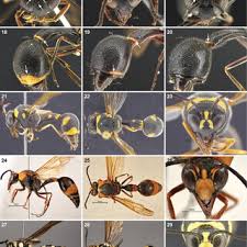 Attēlu rezultāti vaicājumam “Gasteruption jaculator imago”