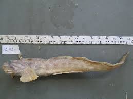 Image result for Zoarces americanus