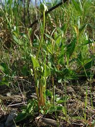 Attēlu rezultāti vaicājumam “Parnassia palustris bud”