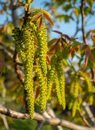 Attēlu rezultāti vaicājumam “Juglans mandshurica male flower”
