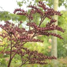 Image result for Rodgersia chocolate wings