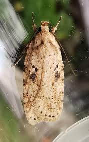 Attēlu rezultāti vaicājumam “Agonopterix aranella”