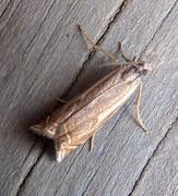 Attēlu rezultāti vaicājumam “Crambus heringiellus”