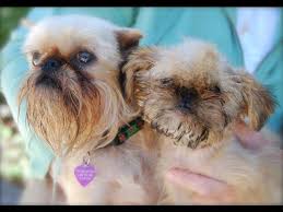 Image result for brüsseler giffon